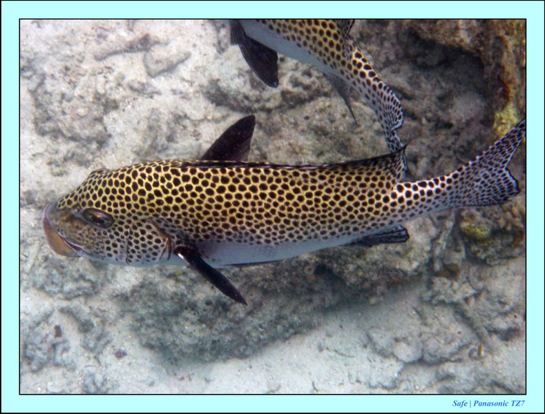 2009    07   Kapalai 11